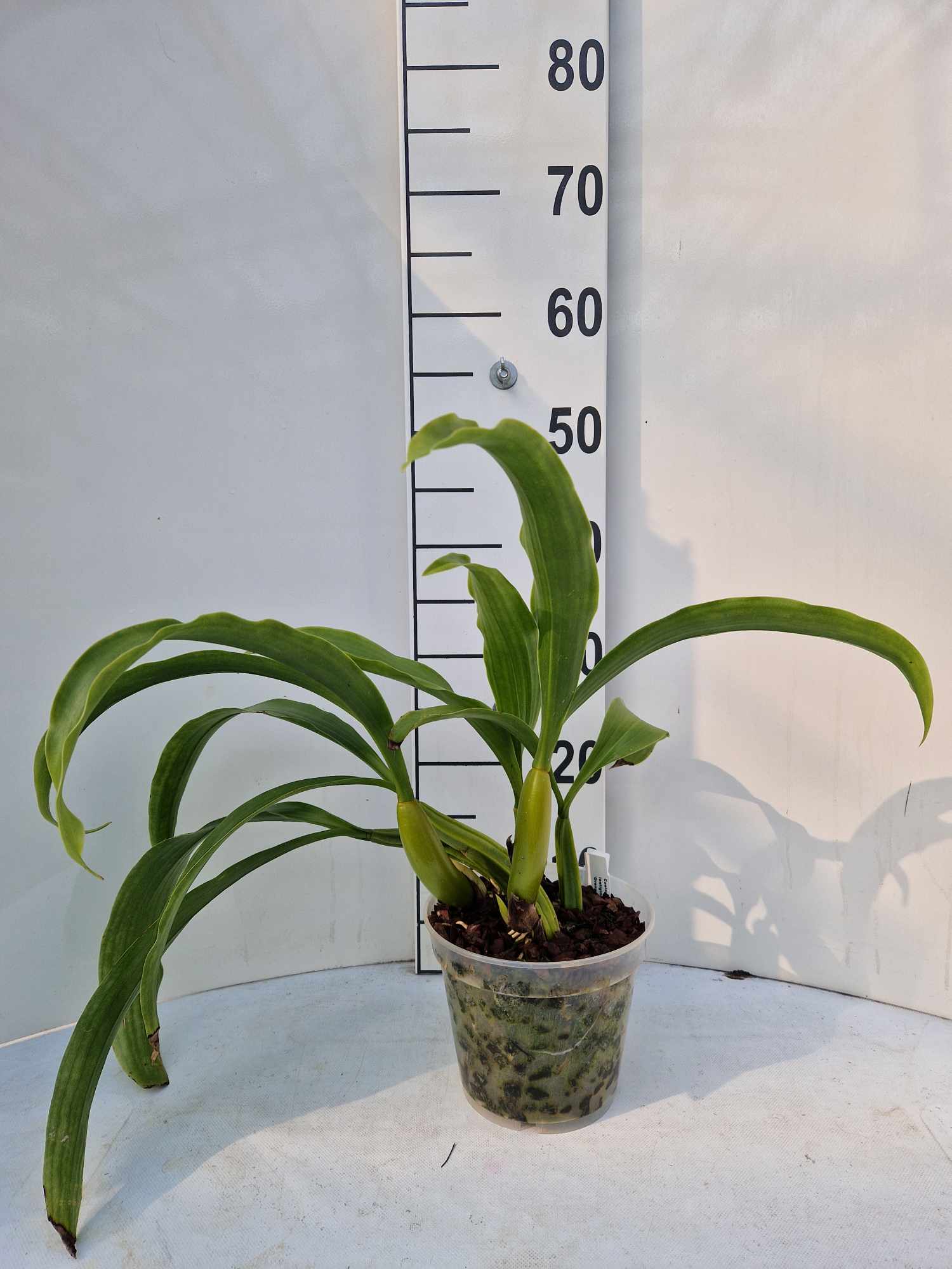 Coelogyne lentiginosa "Orange"