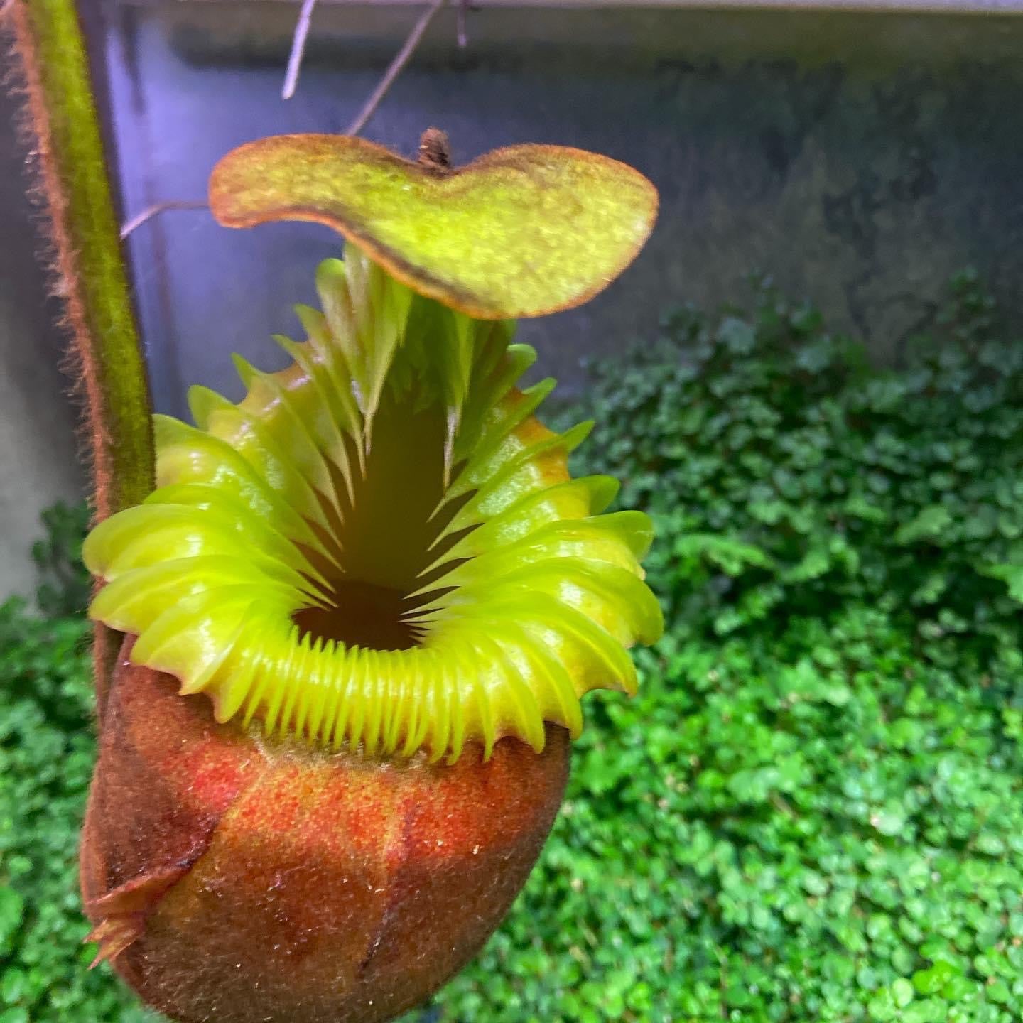 Nepenthes villosa x robcantleyi Marabini NP