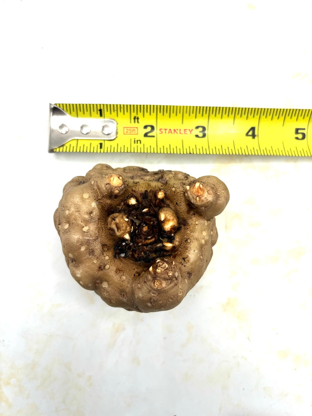 Amorphophallus natolii 115 grams
