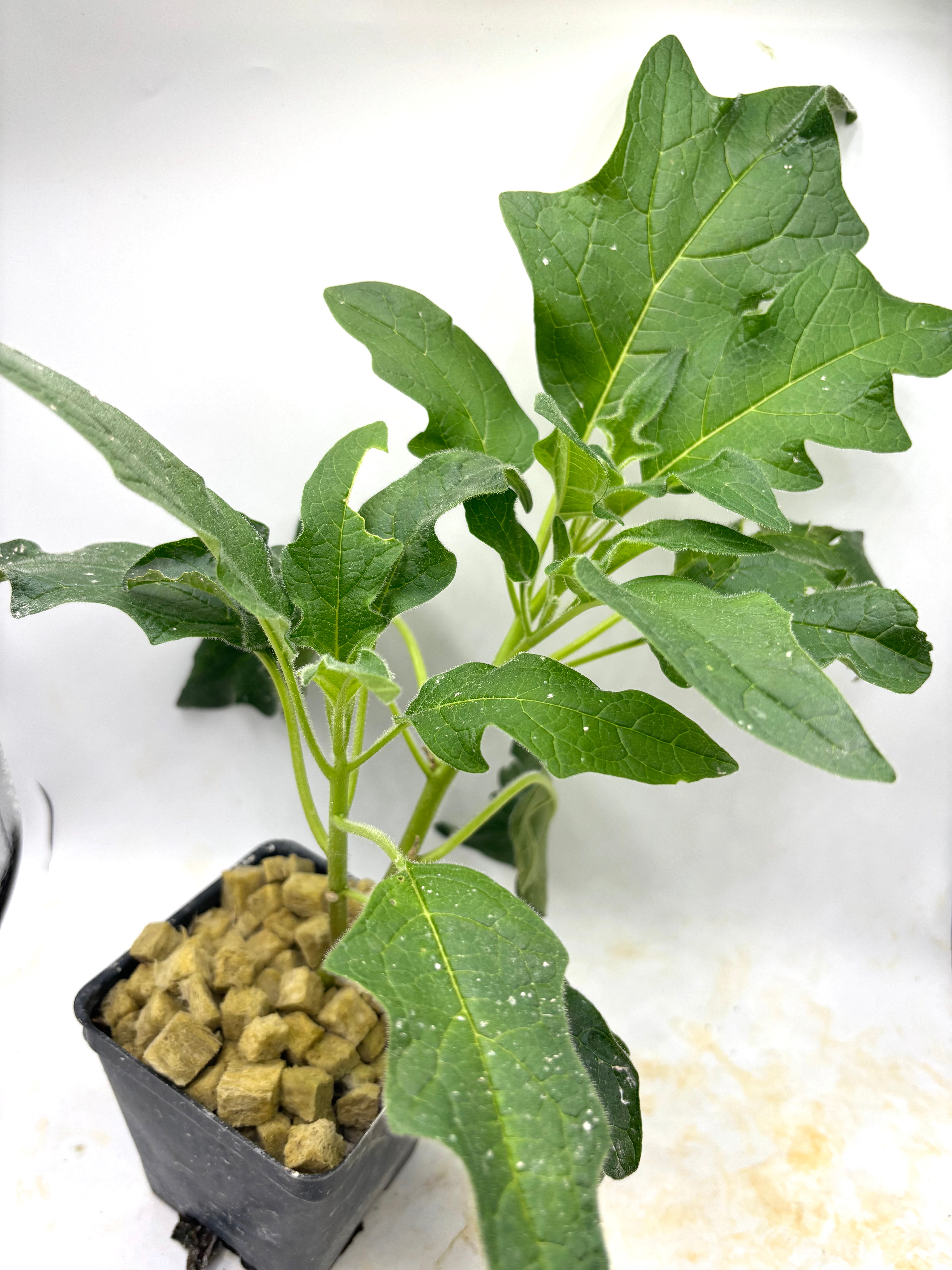 Brugmansia vulcanicola Zunac Ecuador