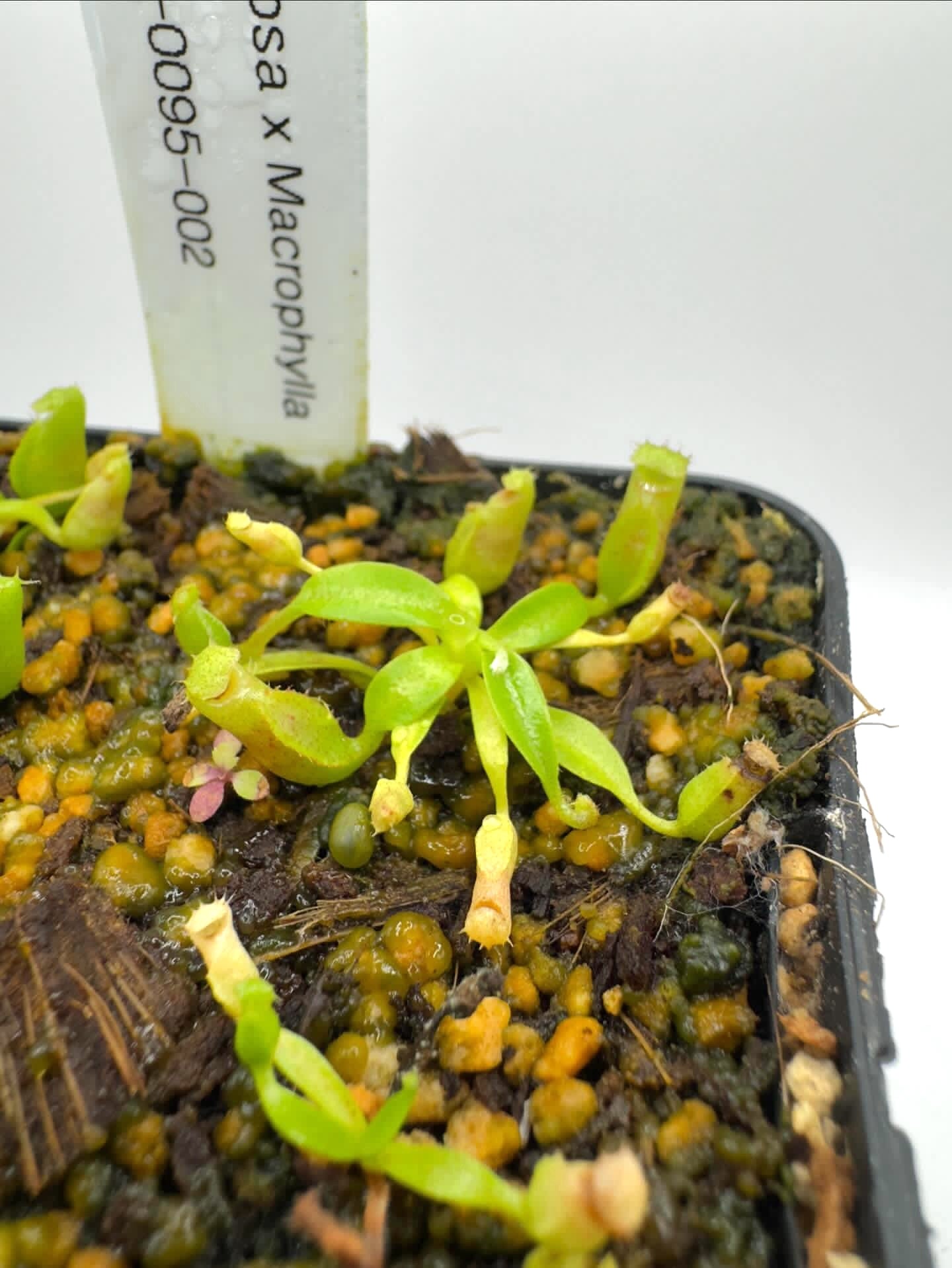 Nepenthes villosa x macrophylla (Marabini) NP – Cross Exotics