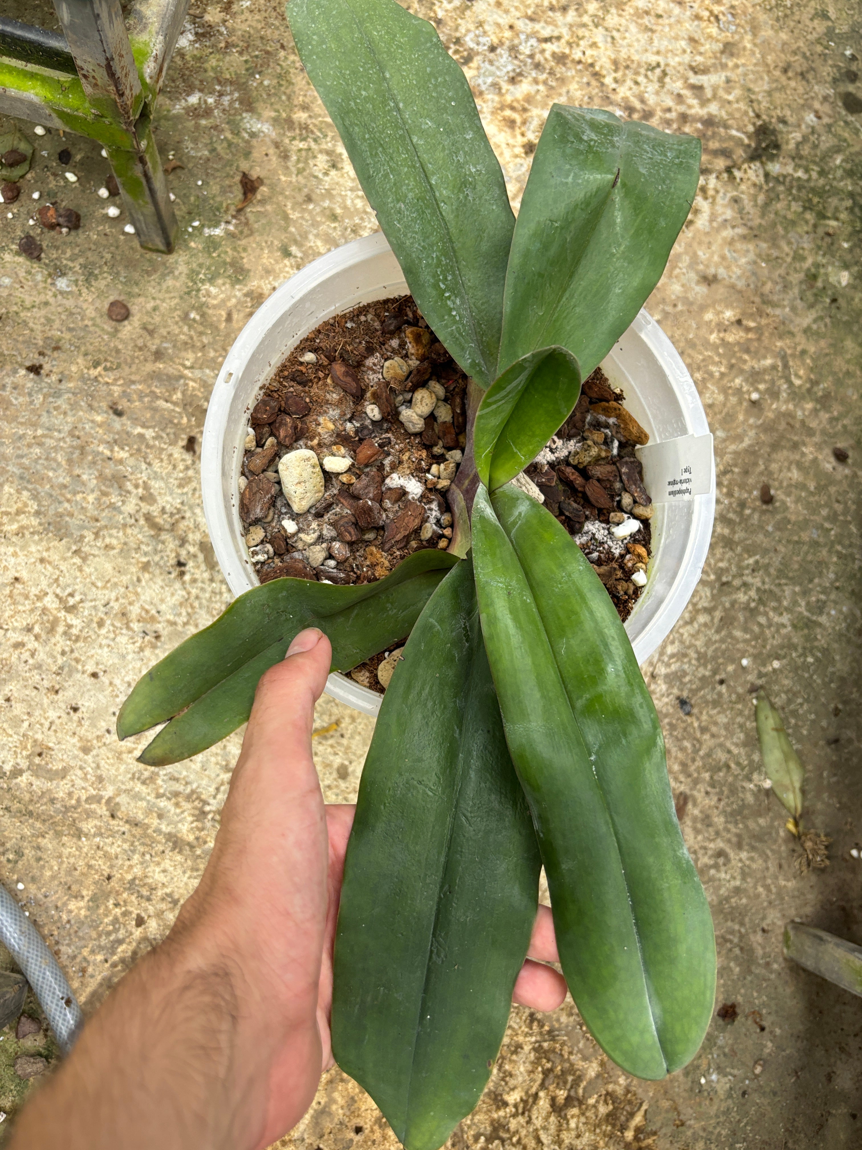 Paphiopedilum victoria-regina giant form BS