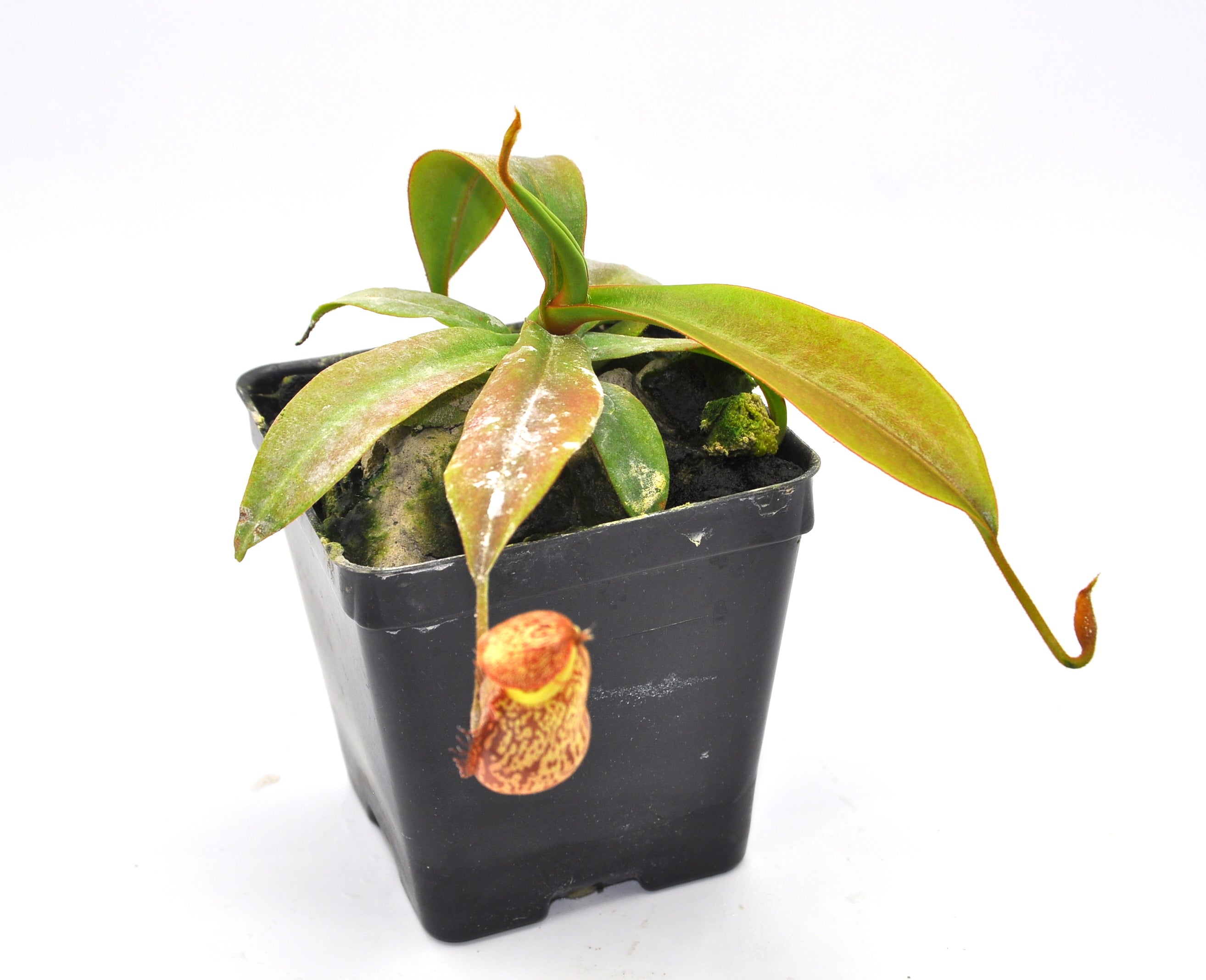 Nepenthes spectabilis Perkinson Giant