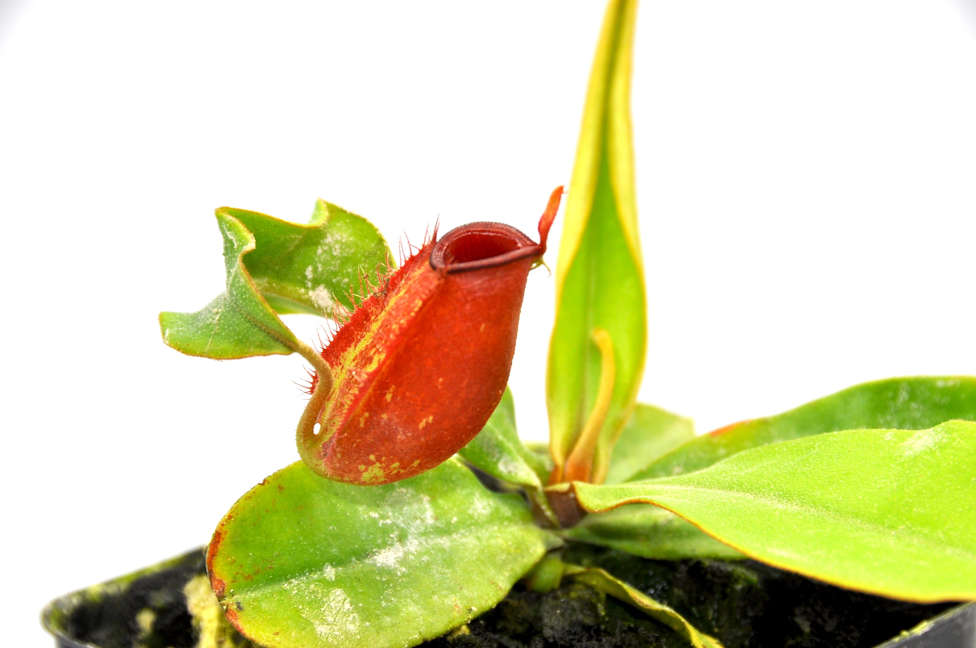 Nepenthes ampullaria BE-3681