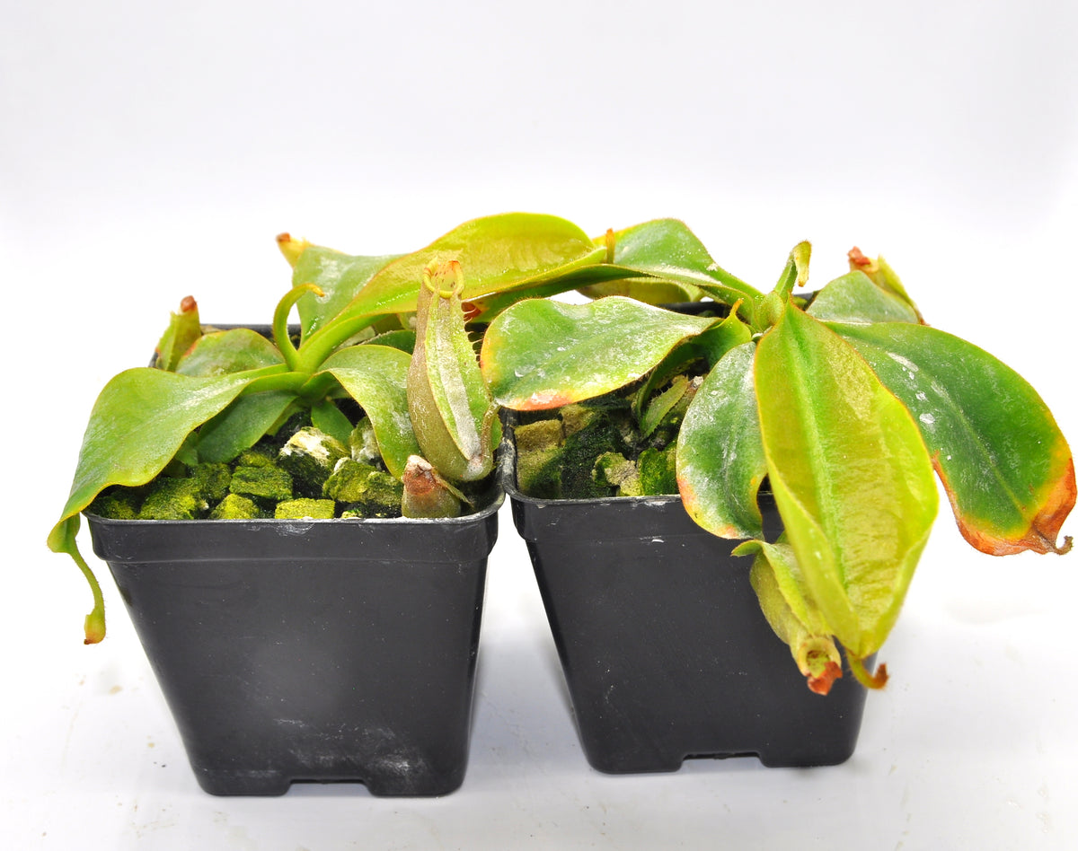 Nepenthes Veitchii K x (veitchii HL x burbidgeae 'EP') TC – Cross Exotics