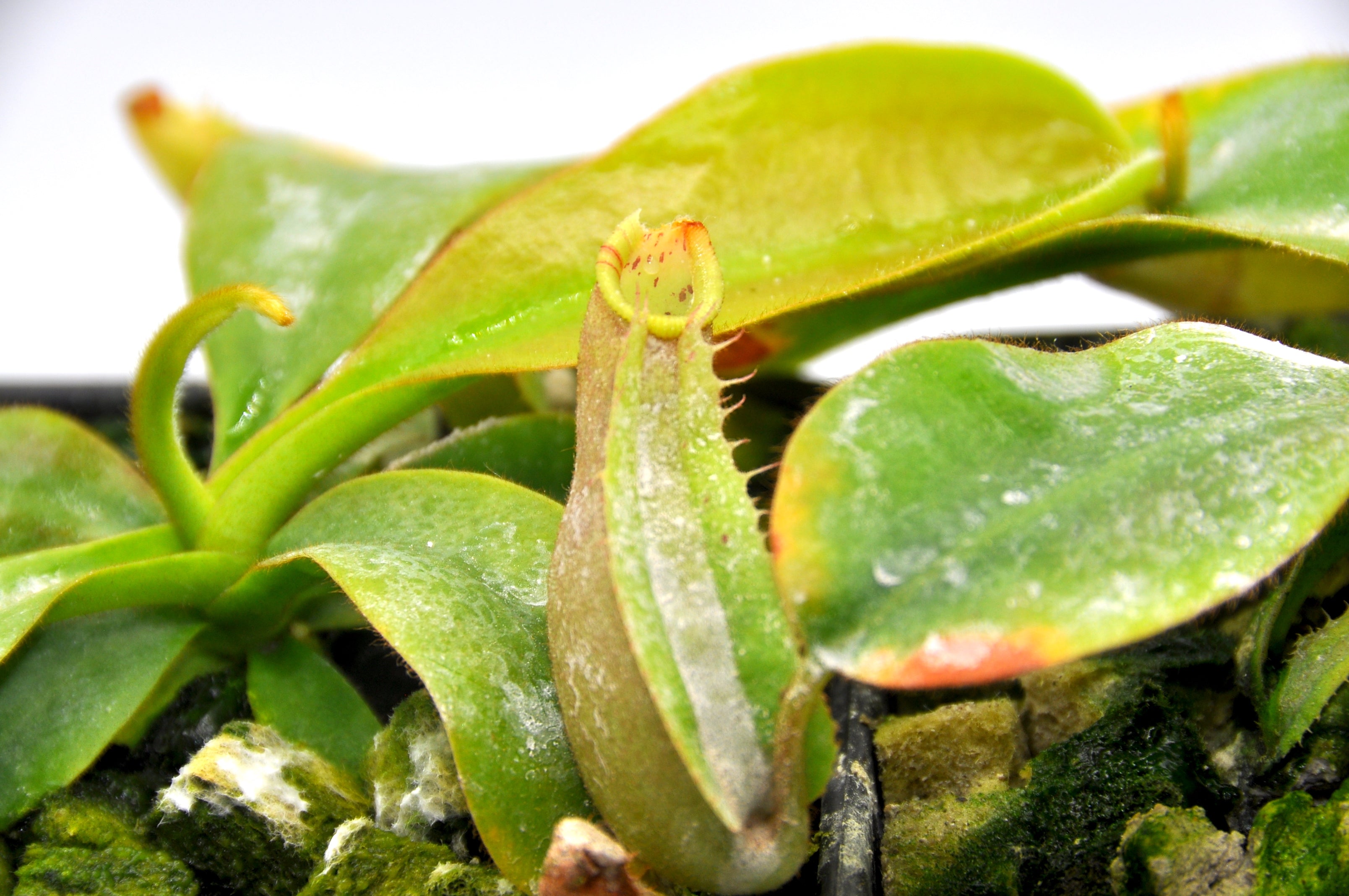 Nepenthes Veitchii K x (veitchii HL x burbidgeae 'EP') TC