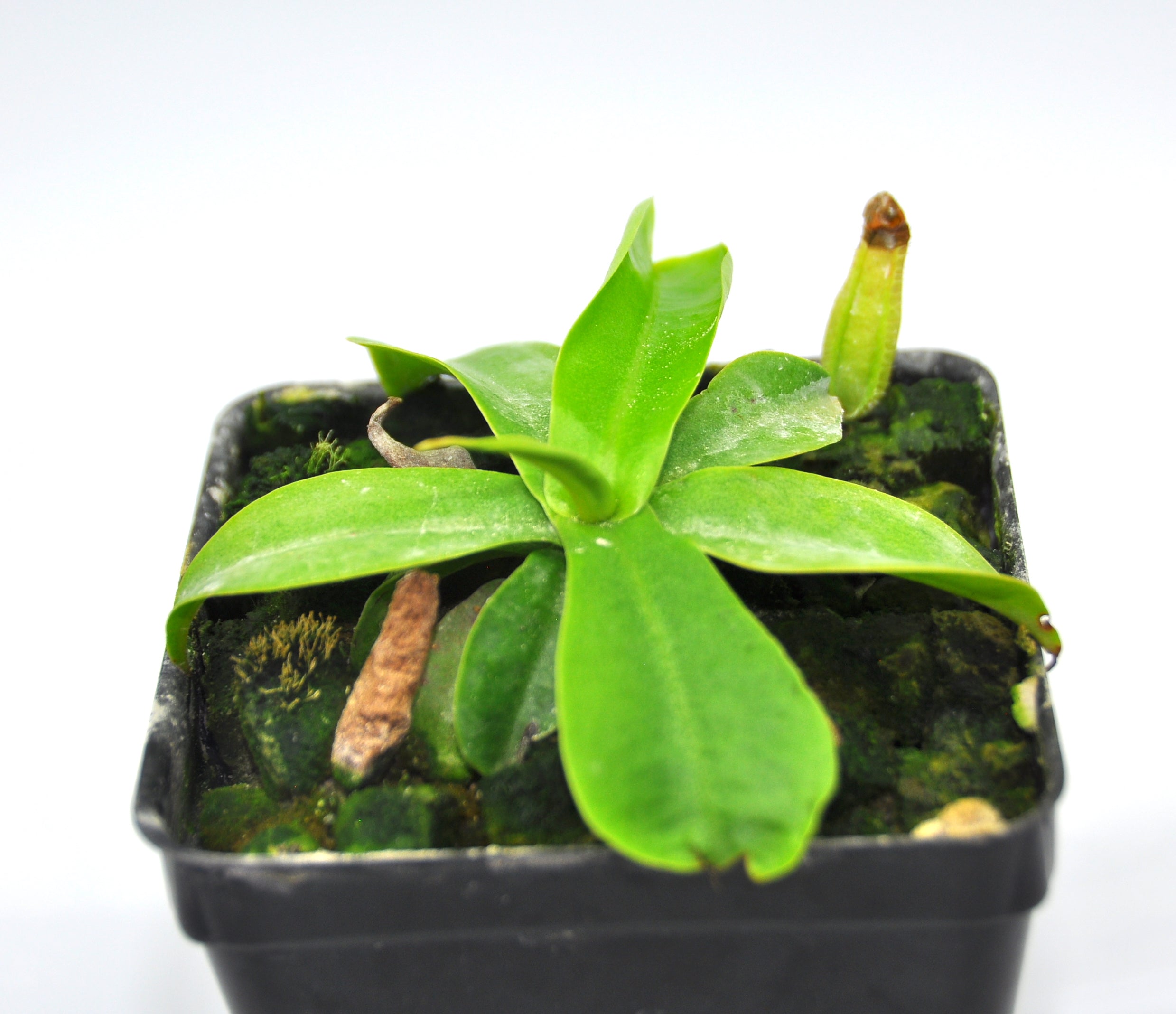 Nepenthes northiana AW 01
