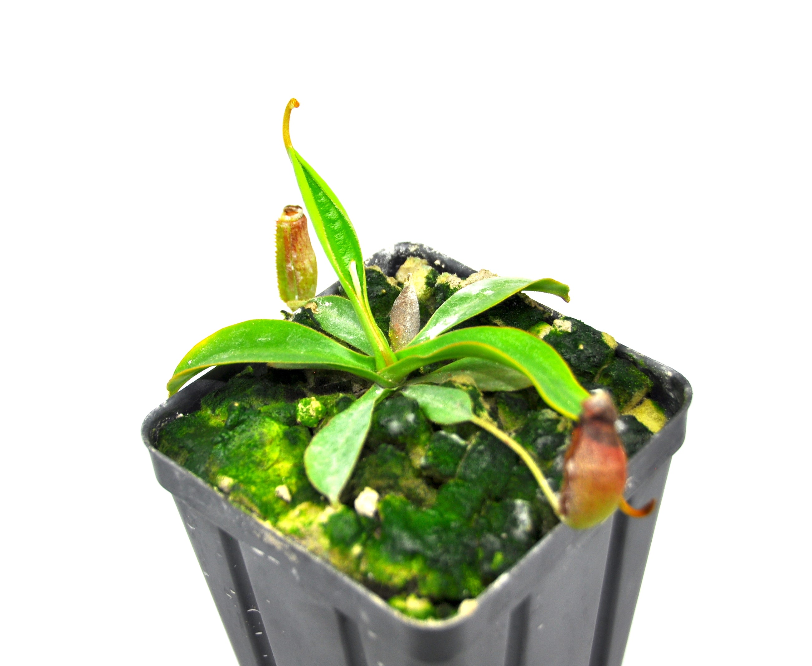 Nepenthes spectabilis x lowii BE-4524