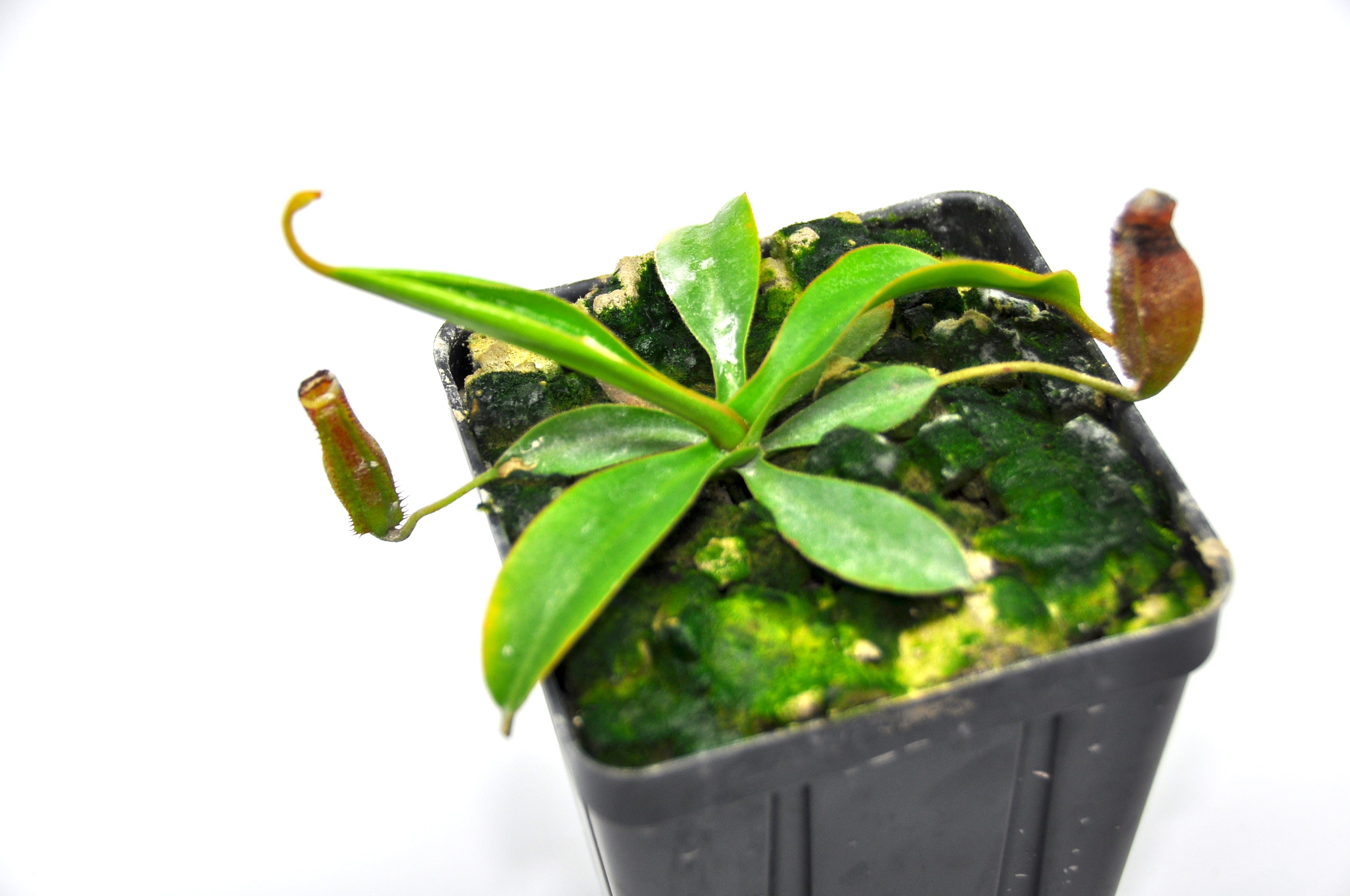 Nepenthes spectabilis x lowii BE-4524