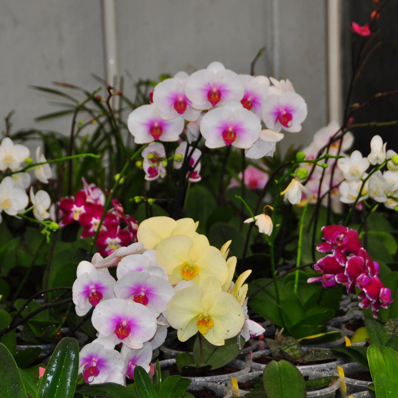 Jaggar Cross Exotics Orchid Fuel Specialty Fertilizer 8 oz