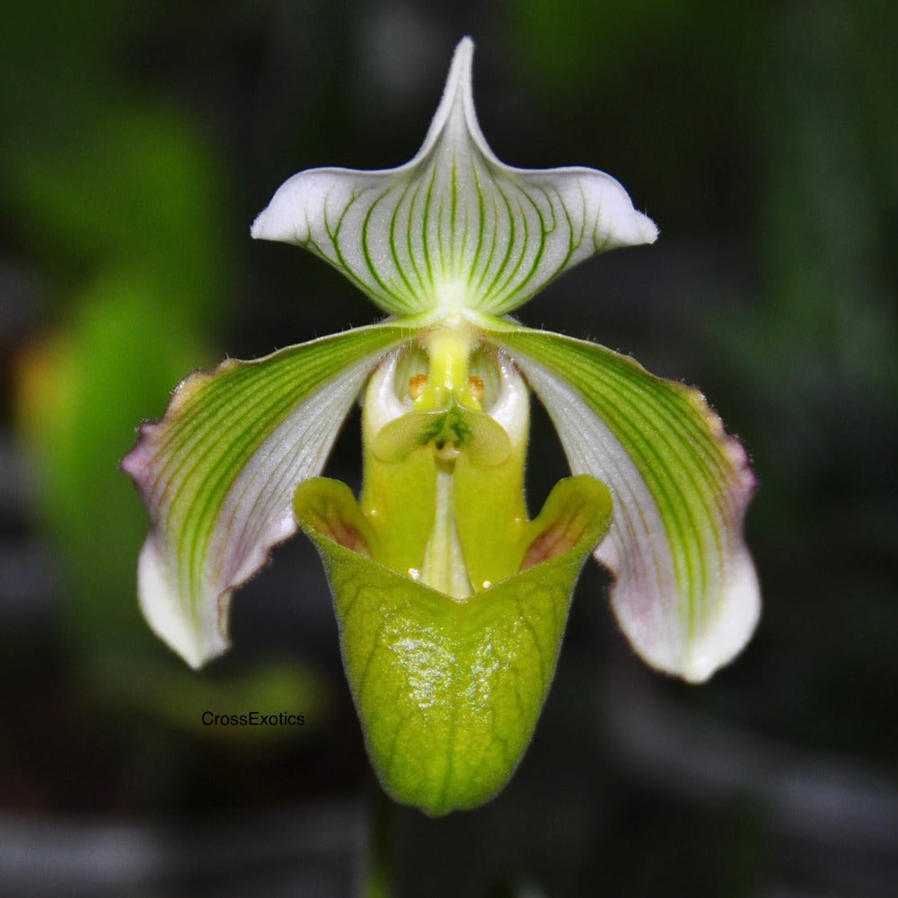 Jaggar Cross Exotics Orchid Fuel Specialty Fertilizer 8 oz