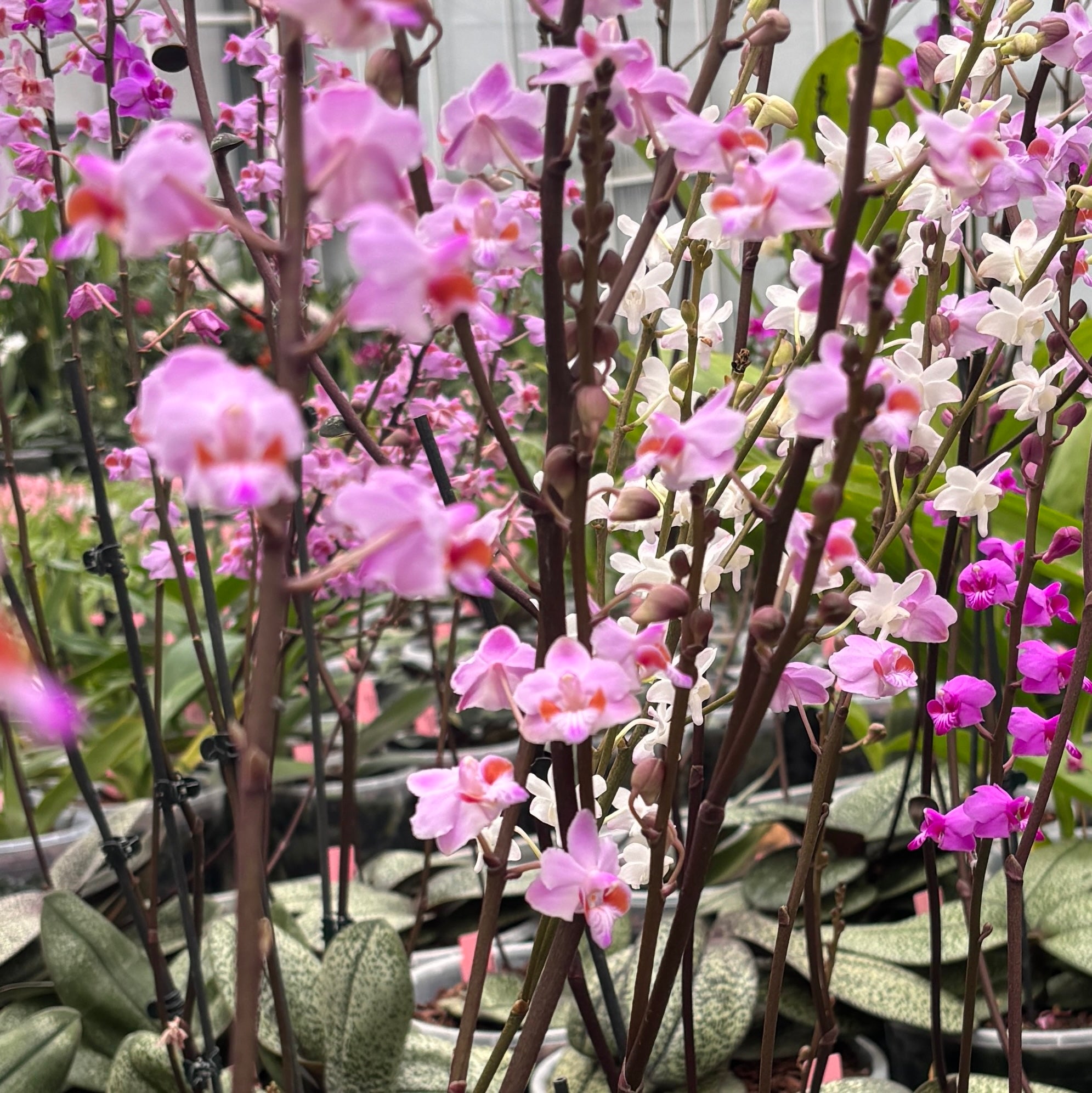 Jaggar Cross Exotics Orchid Fuel Specialty Fertilizer 8 oz