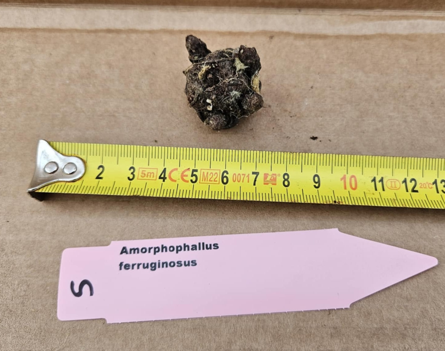 Amorphophallus ferruginosus small