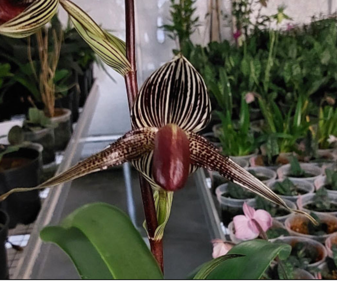 洋蘭 1046 Paph. rothschildianum x sib.　花着