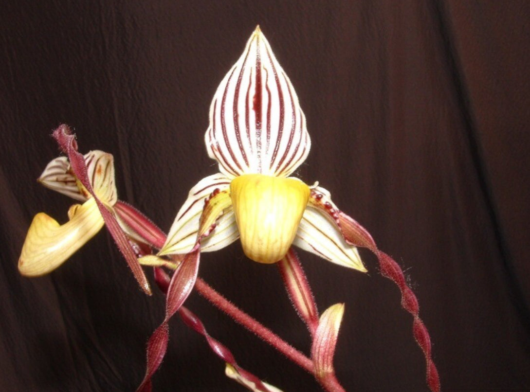 Paphiopedilum randsii x philippinense (Michael Lawless)