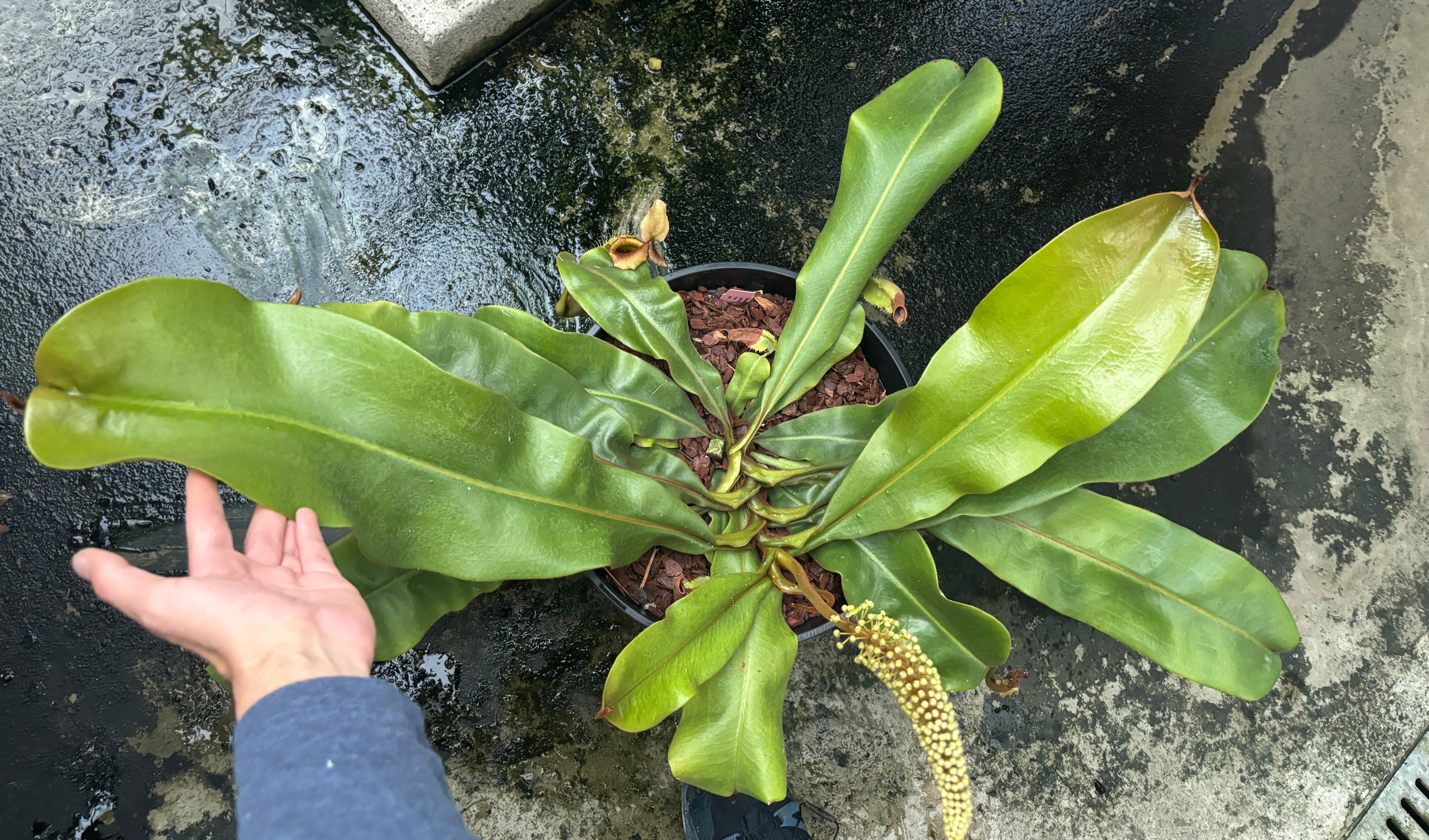 Nepenthes veitchii Pink Sabah Male 1