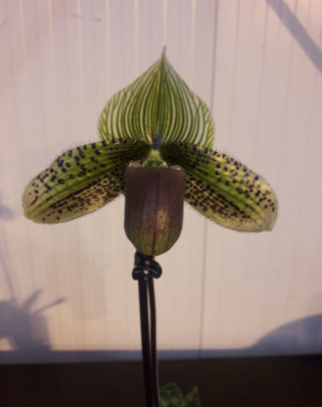 Paphiopedilum Vogue Paradise 'Pink' x '#7' Flask