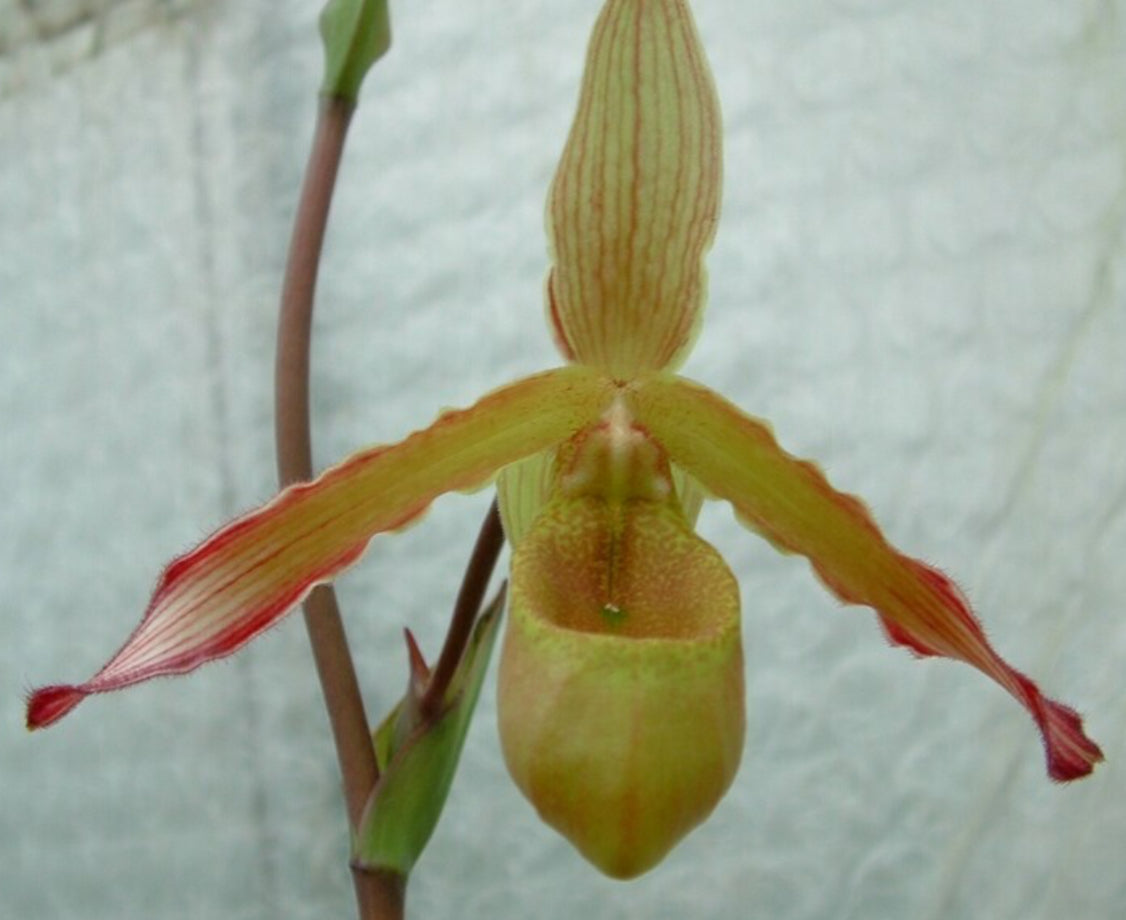 Phragmipedium Vampire Slayer (carcinum x sargentianum)