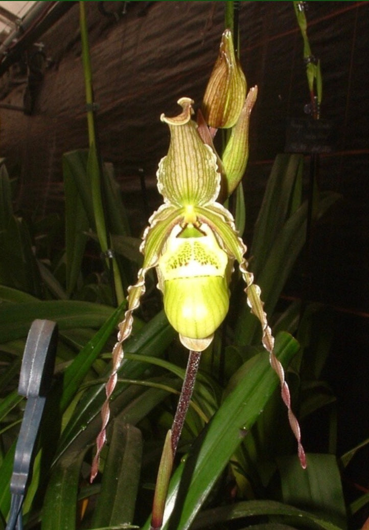 Phragmipedium Charlie Hanson (fischeri x richteri)