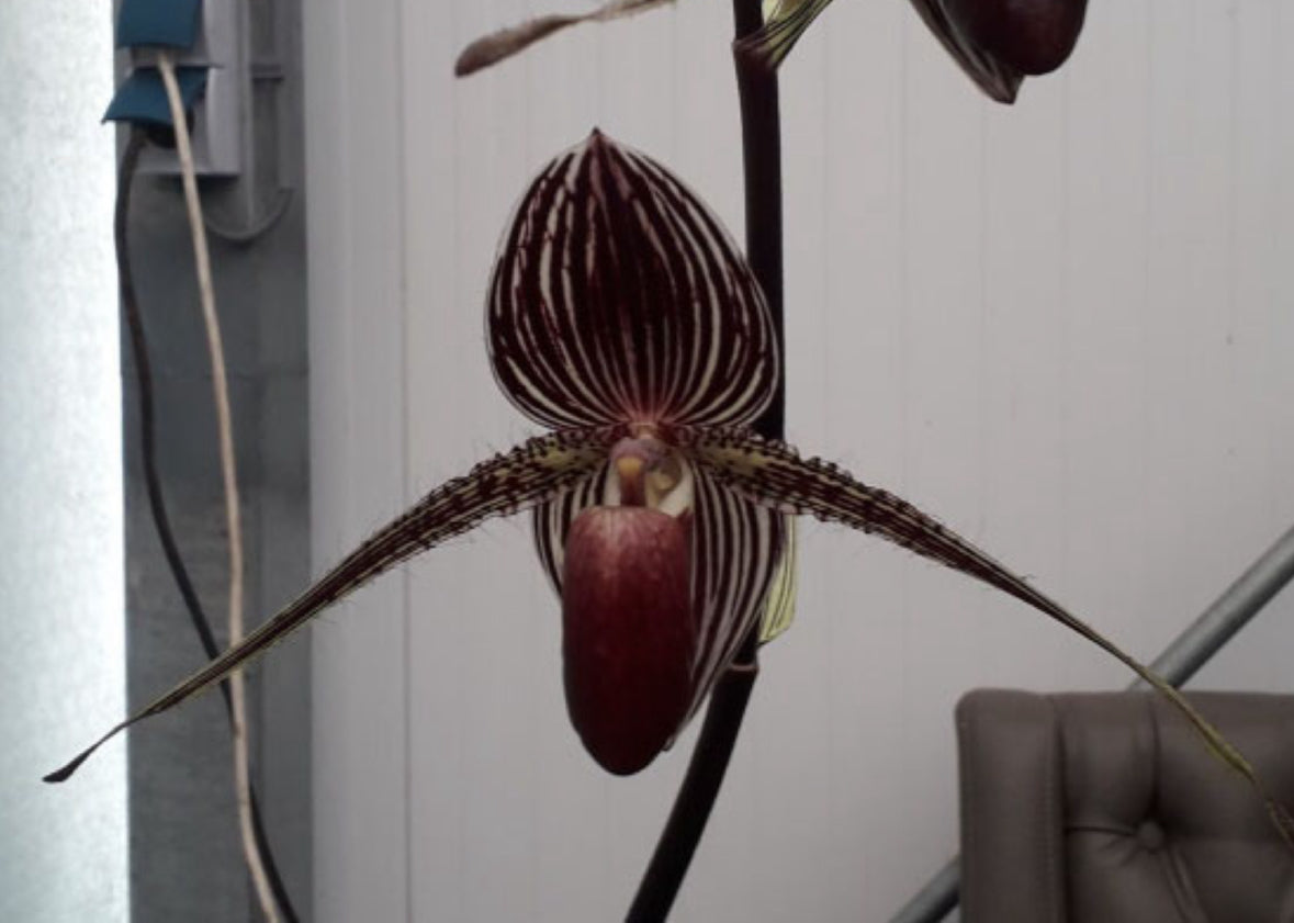 Paphiopedilum rothschildianum 'PP #1' x 'Red' Flask