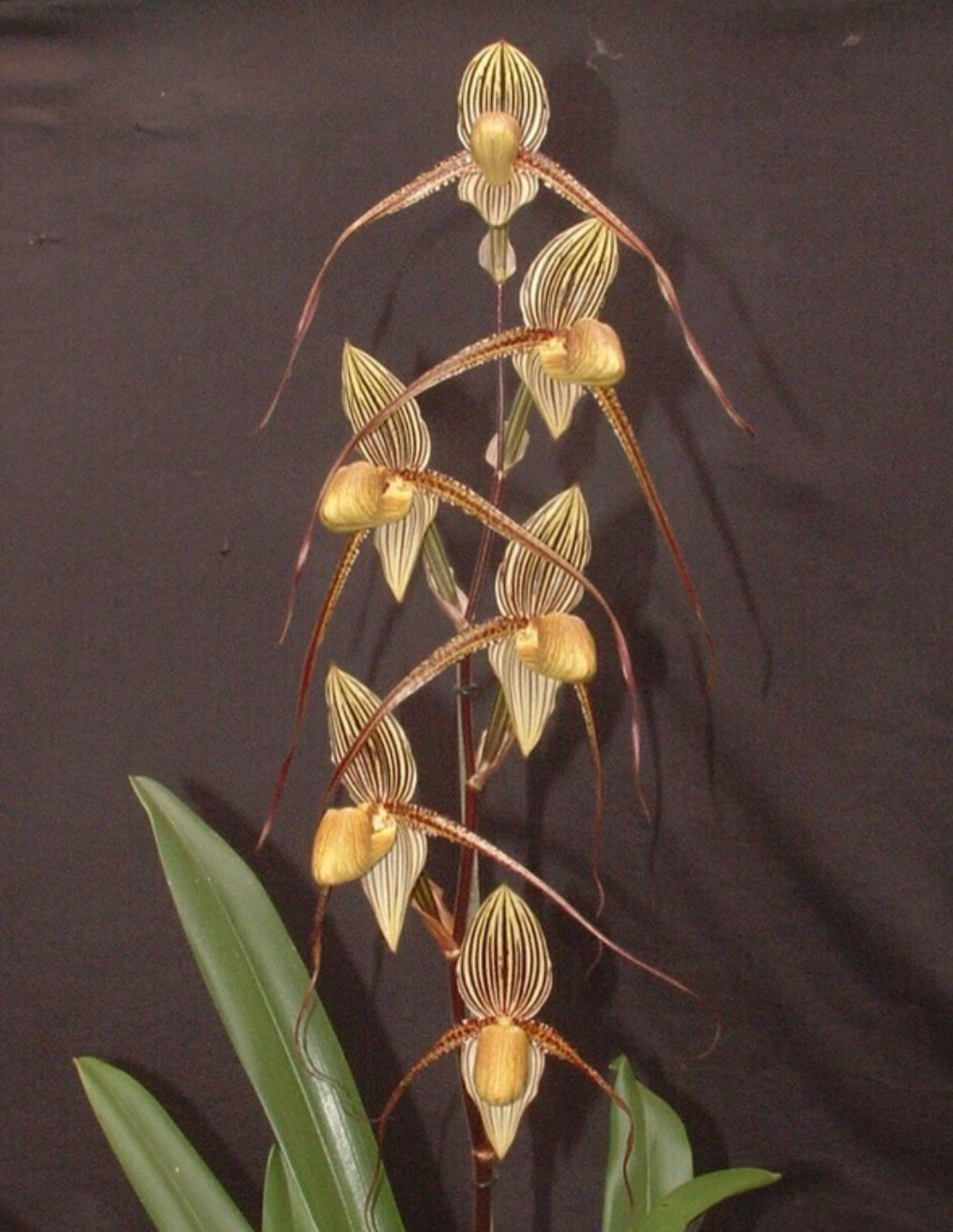 Paphiopedilum randsii x Saint Swithin ( Saint Ranuzzi)