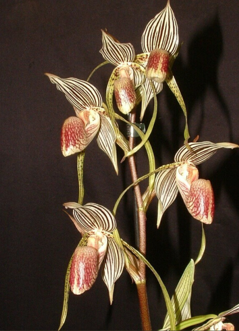 Paphiopedilum randsii x Bel Royal