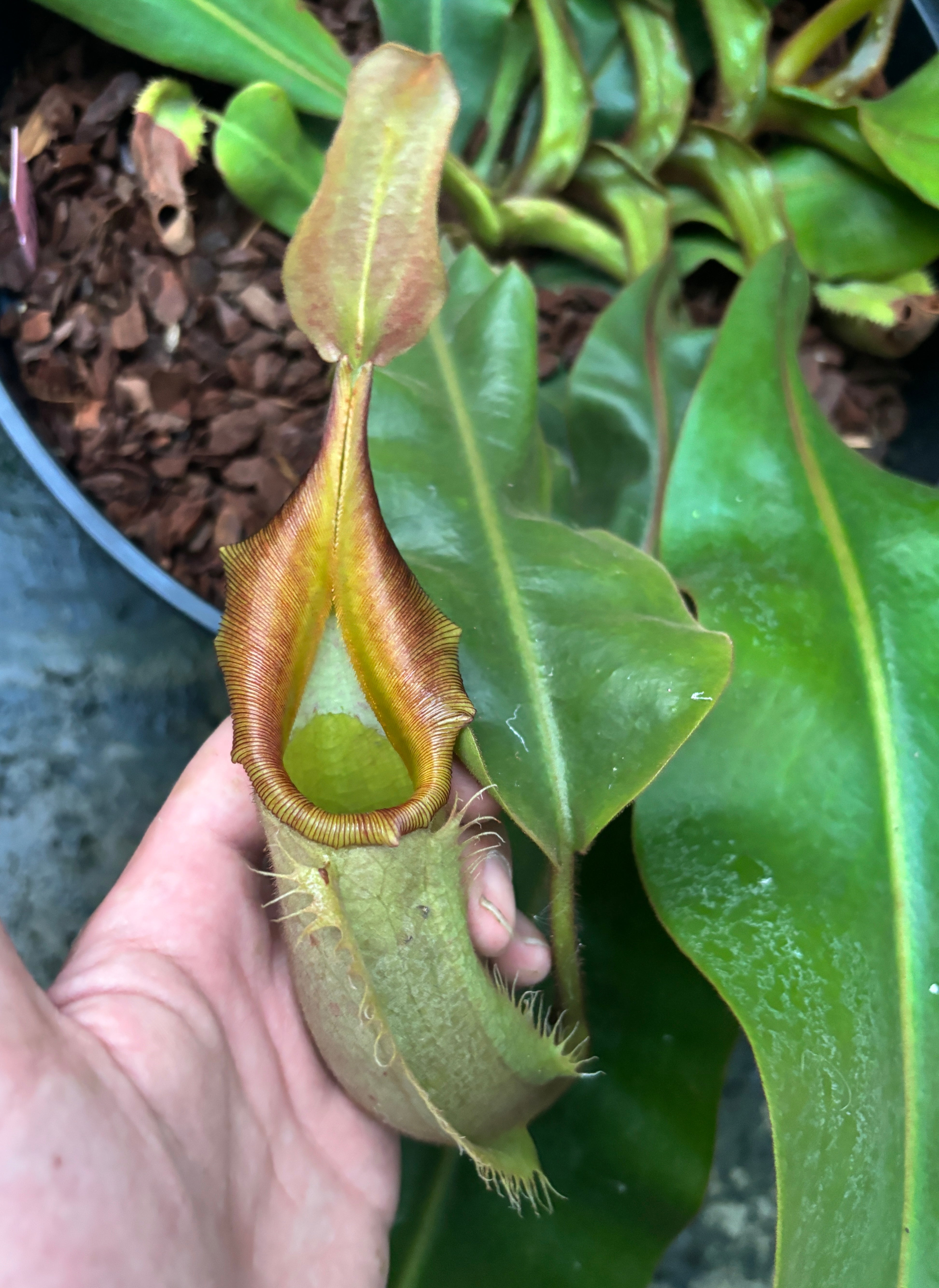 Nepenthes veitchii Pink Sabah Male 1