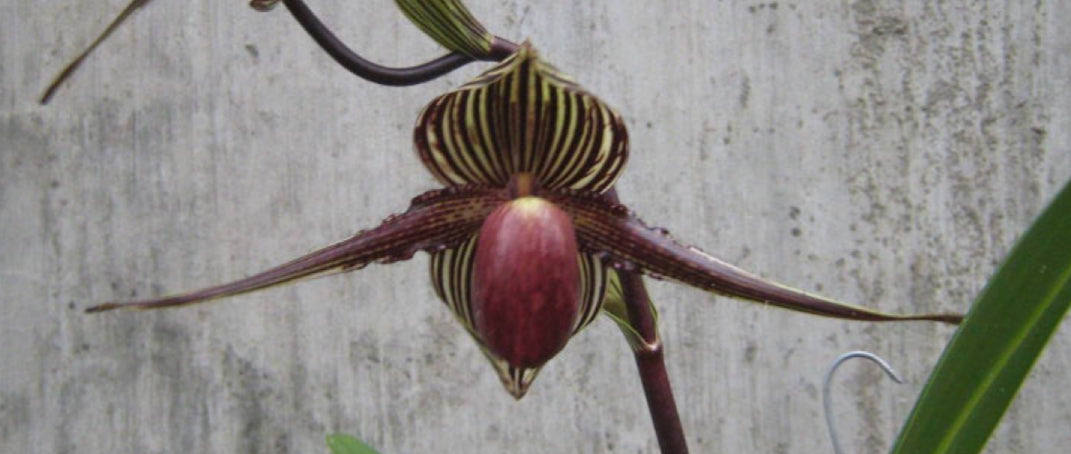 Paphiopedilum Delta Breeze x rothschildianum 'Mt Millais' Flask