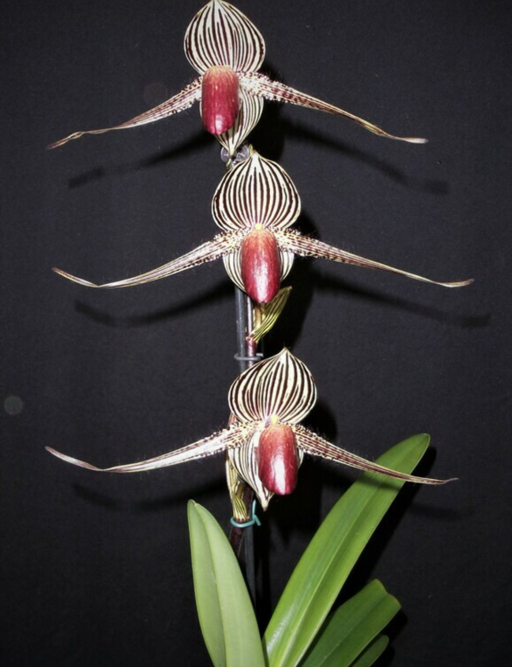 Paphiopedilum Asendorfer Gigant x rothschildianum