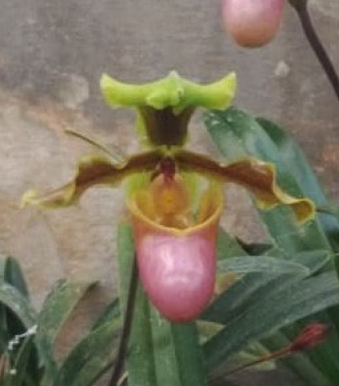 Paphiopedilum hermanii '1' x '2' Flask