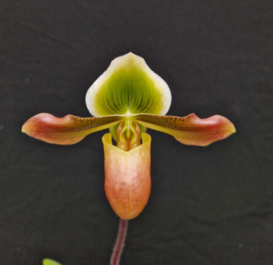 Paphiopedilum mastersianum 'Giant #1' x 'Giant #2' Flask