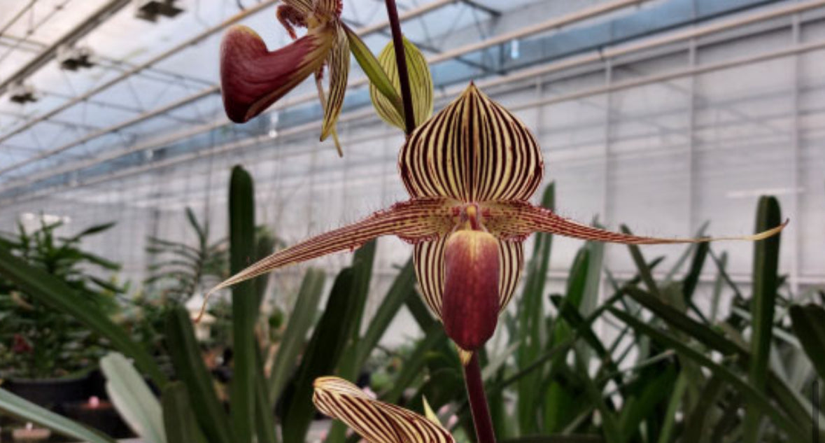 Paphiopedilum Petula's Sensation '#2' x rothschildianum 'PP #11' Flask