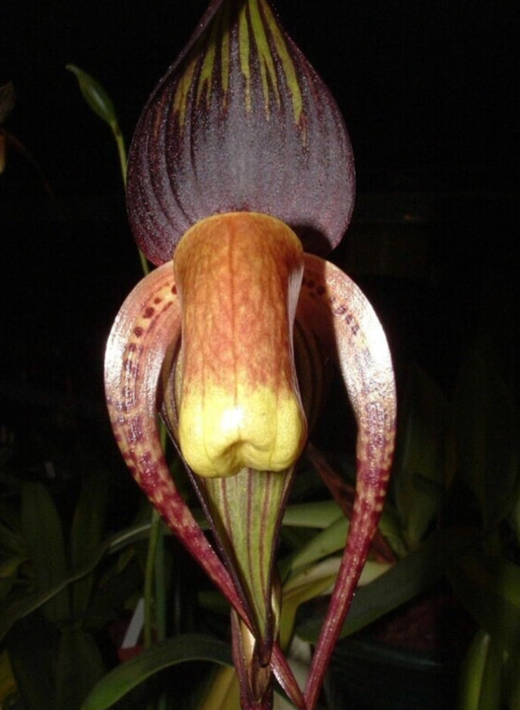 Paphiopedilum intaniae 'Storm' x anitum 'Dark Angel' - First Time Ever