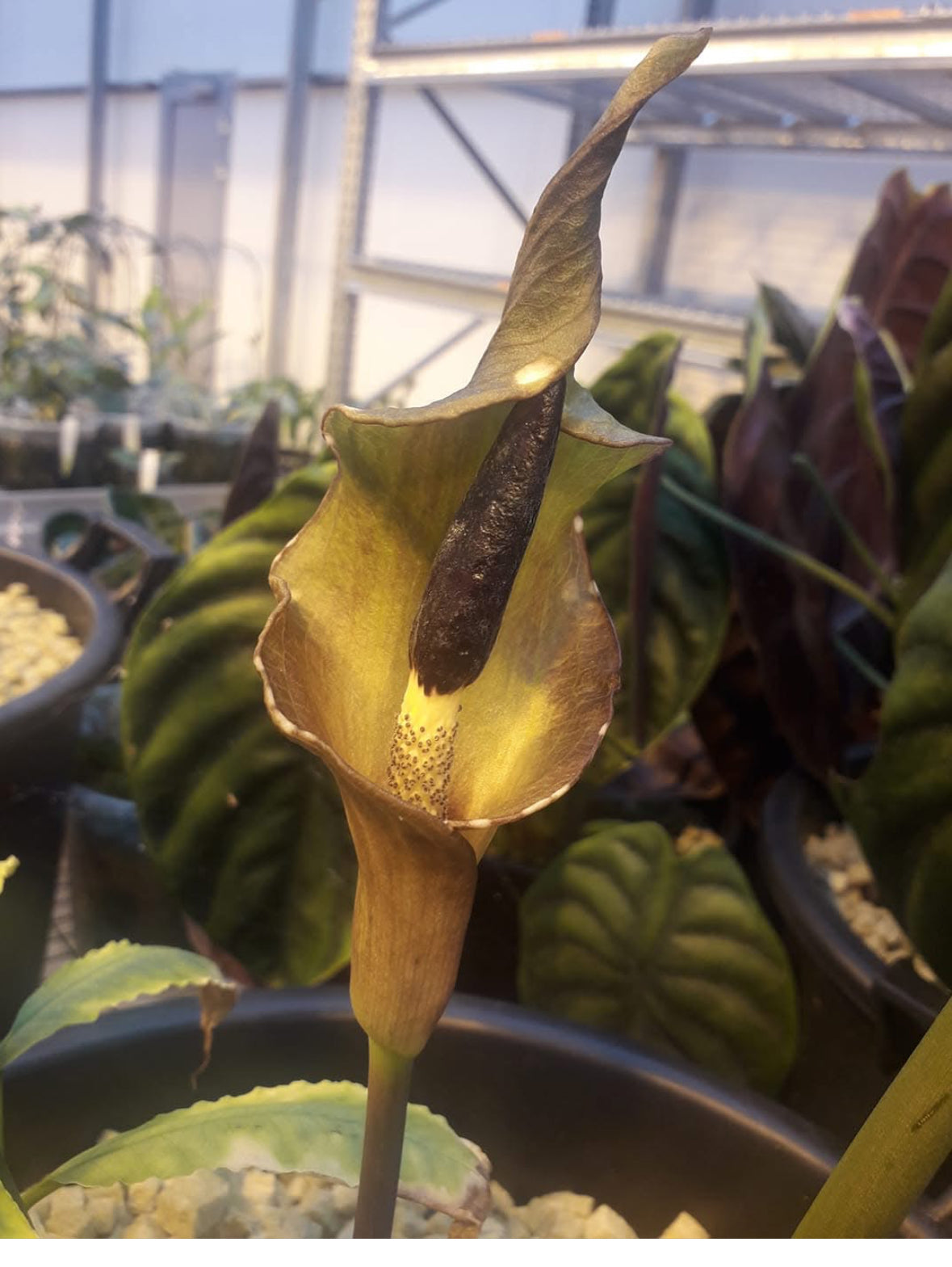 Amorphophallus manta (bufo)