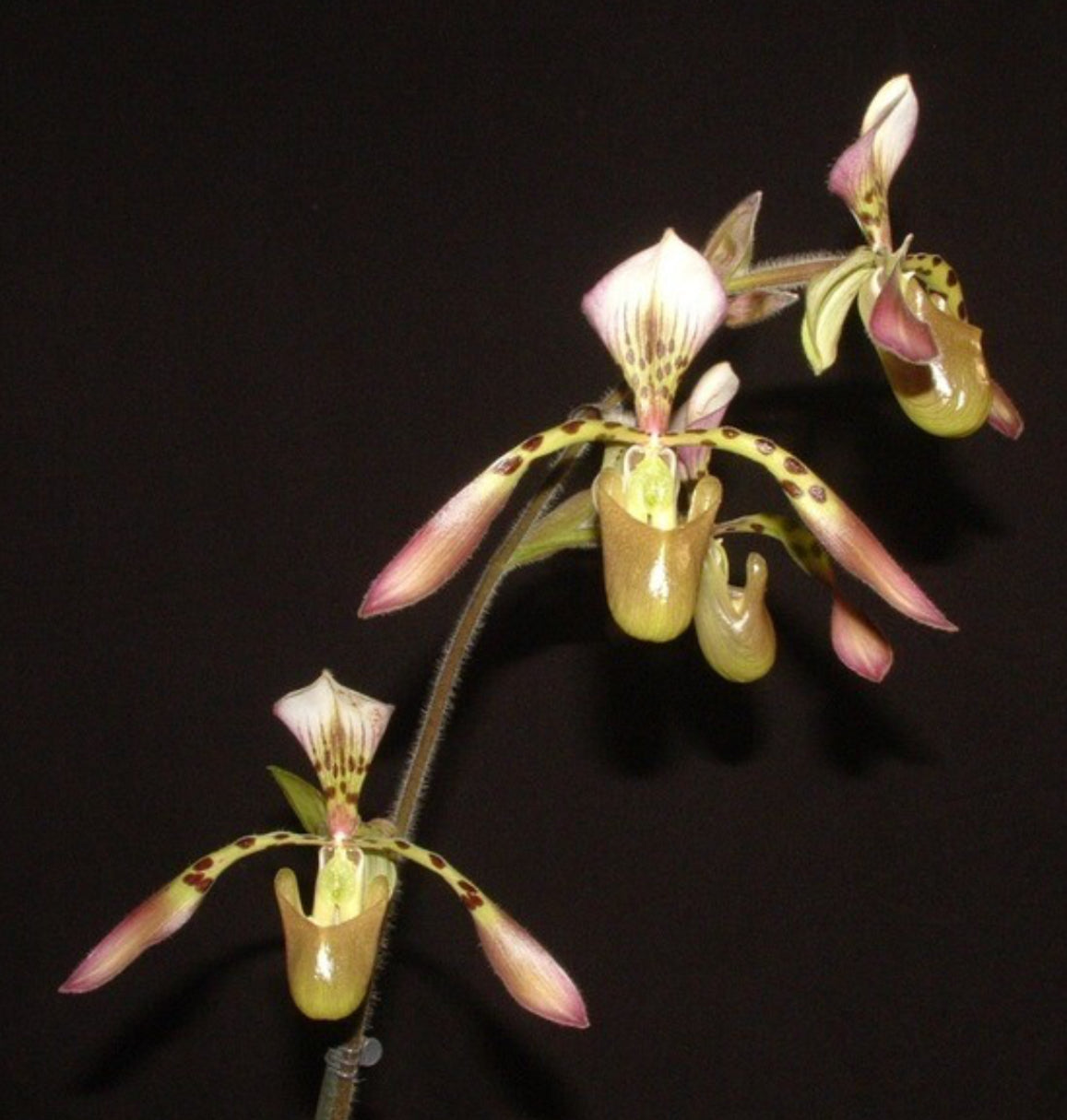 Paphiopedilum Houghtoniae (rothschildianum x haynaldianum)