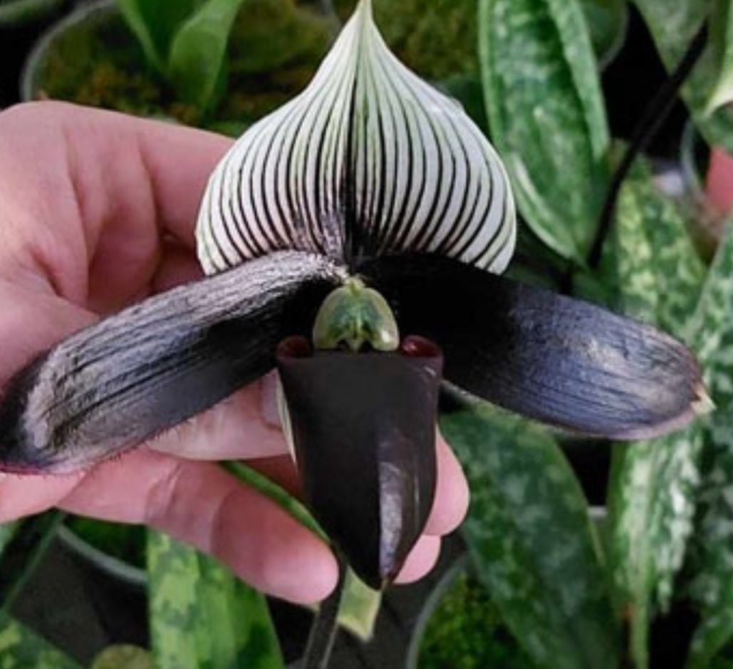 Paphiopedilum Vogue Paradise '#4' x Petula's Sensation '#2 Flask