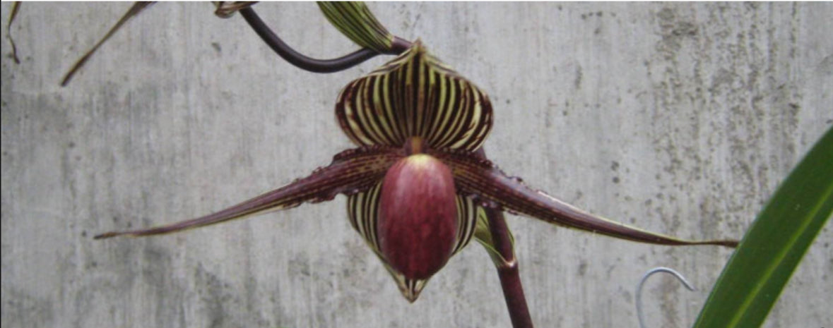 Paphiopedilum rothschildianum 'Ranau' x 'Mt Millais' FCC/RHS/AOS Flask