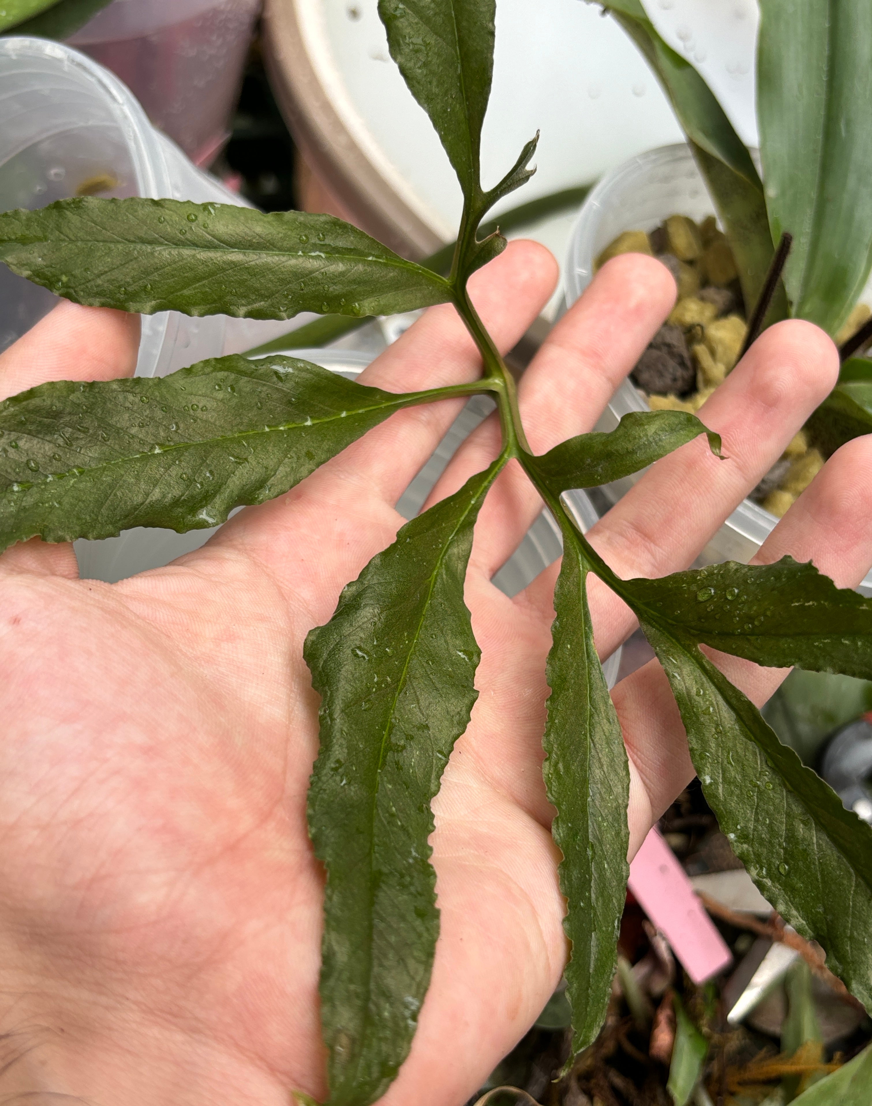 Amorphophallus manta (bufo)