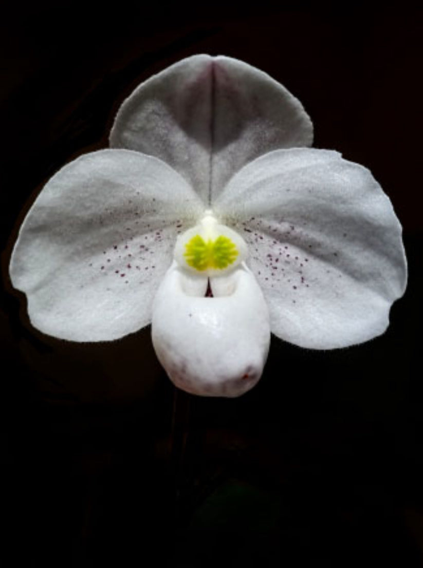 Paphiopedilum thaianum Flask