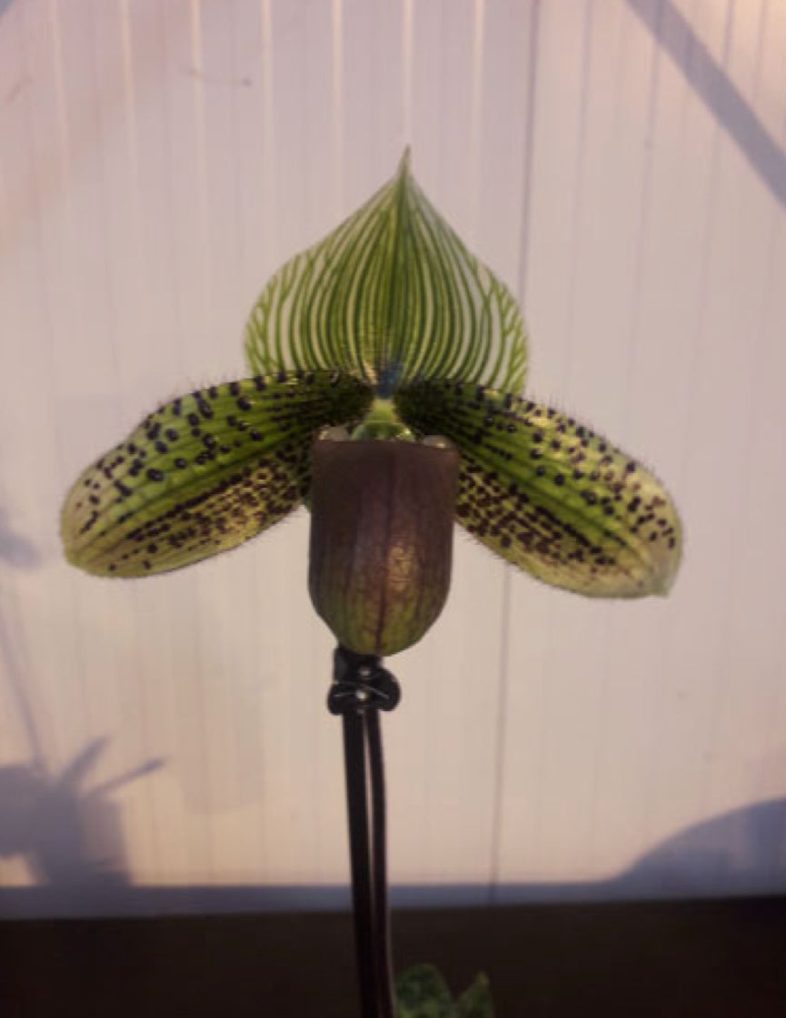 Paphiopedilum maudiae 'AMCO' x Vogue Paradise '#7' Flask