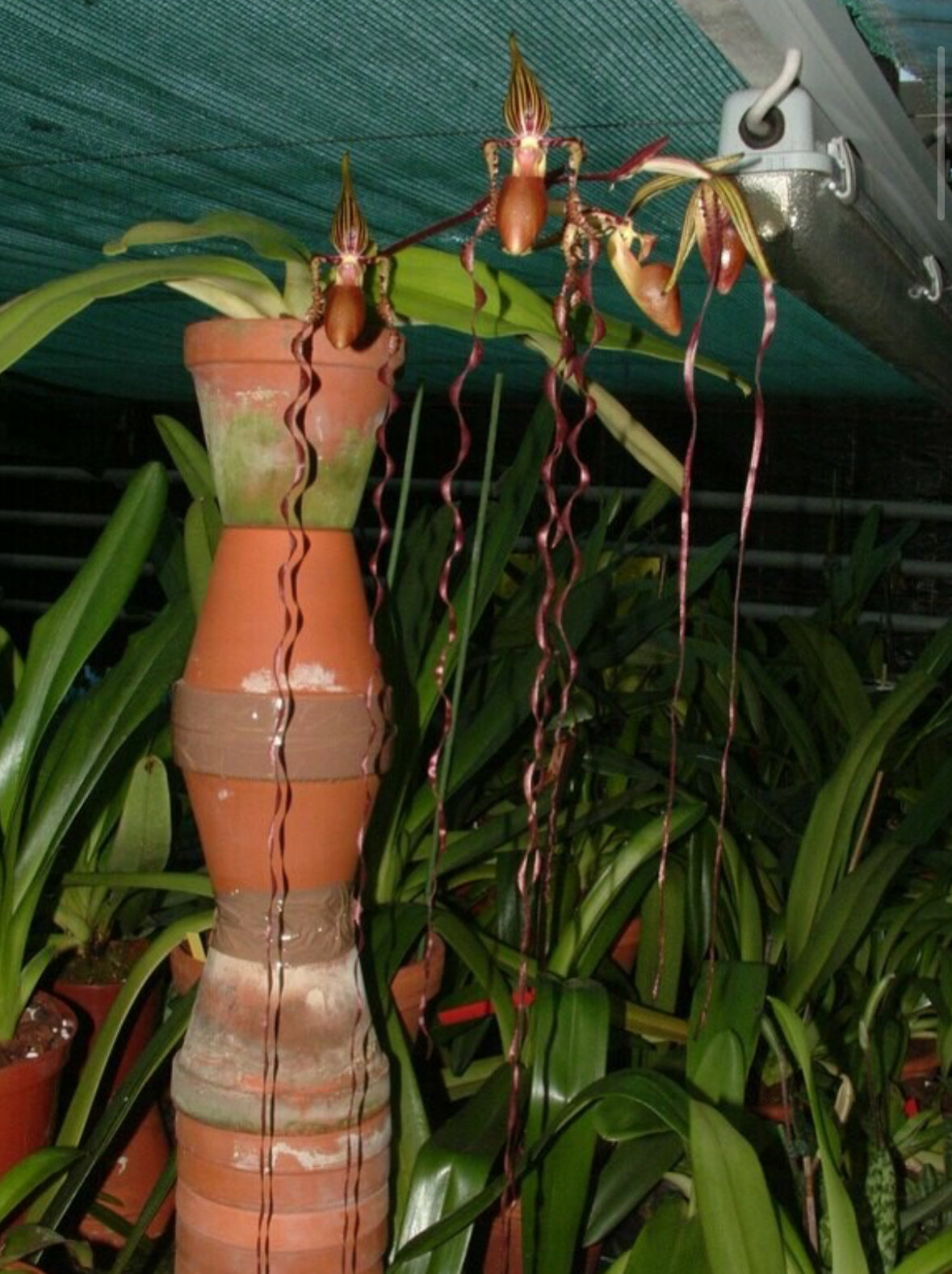 Paphiopedilum Asendorfer Gigant x sanderianum