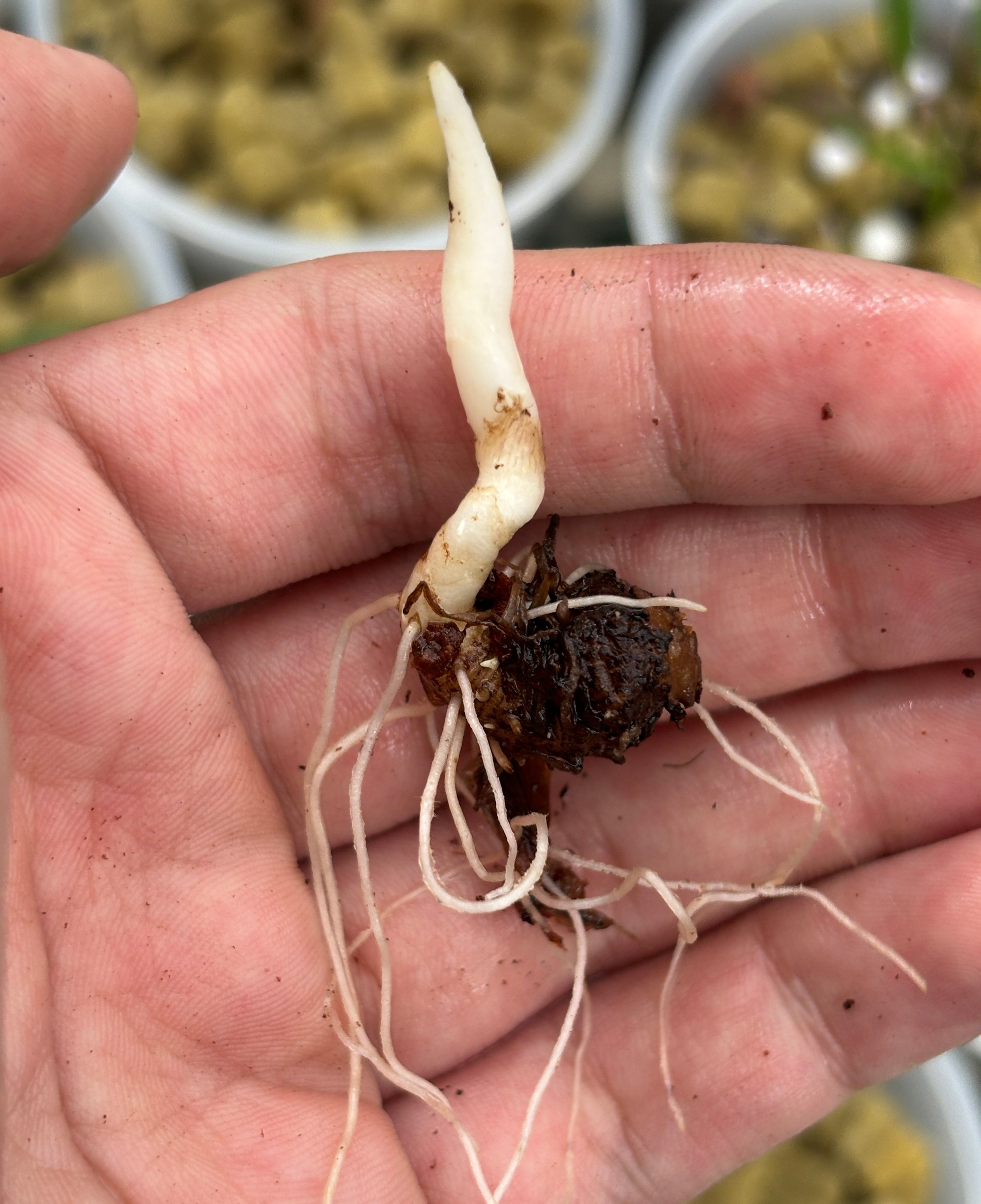 Amorphophallus manta (bufo)