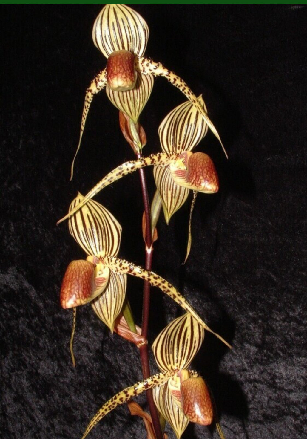 Paphiopedilum randsii x David Ott