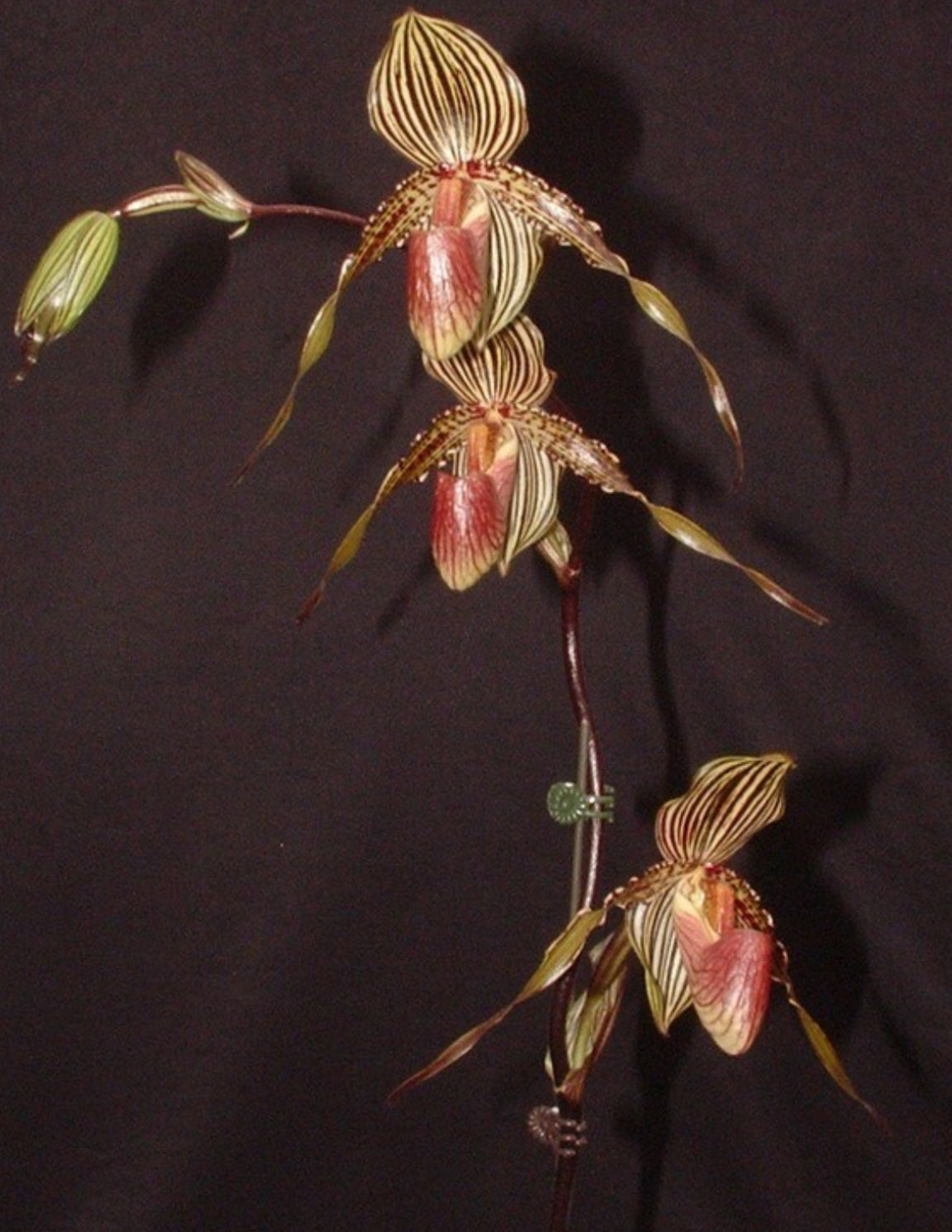 Paphiopedilum intaniae 'Storm' x Susan Booth- First Time Ever