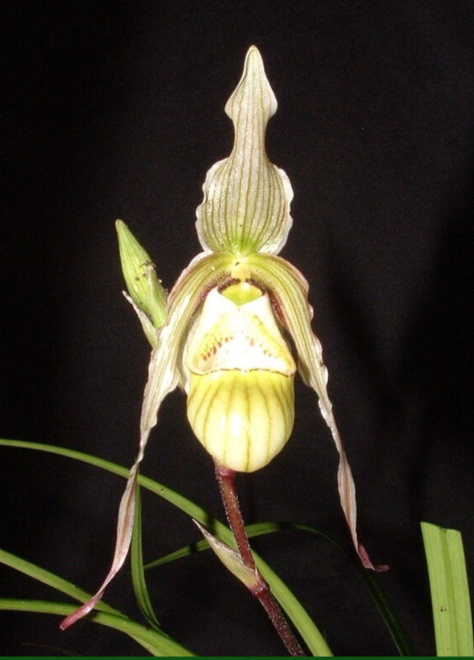 Phragmipedium Patti McHale (sargentianum x pearcei)