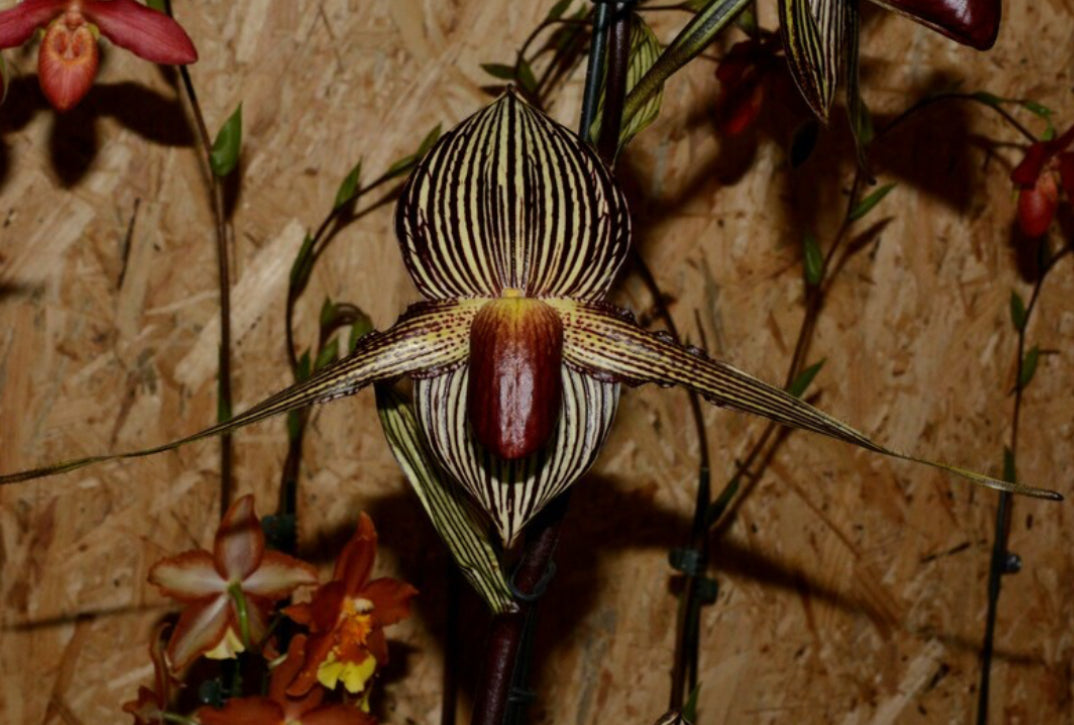 Paphiopedilum randsii x rothschildianum (Gemstone`s Randschild)