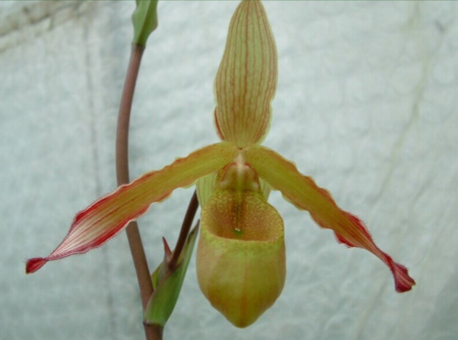 Phragmipedium Fantasy Dream Chaser (sargentianum x hitzii)