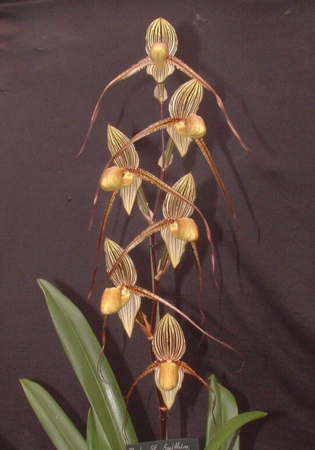 Paphiopedilum Asendorfer Gigant x Saint Swithin