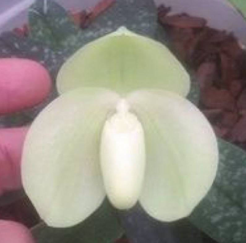 Paphiopedilum bellatulum #27 x album green Flask