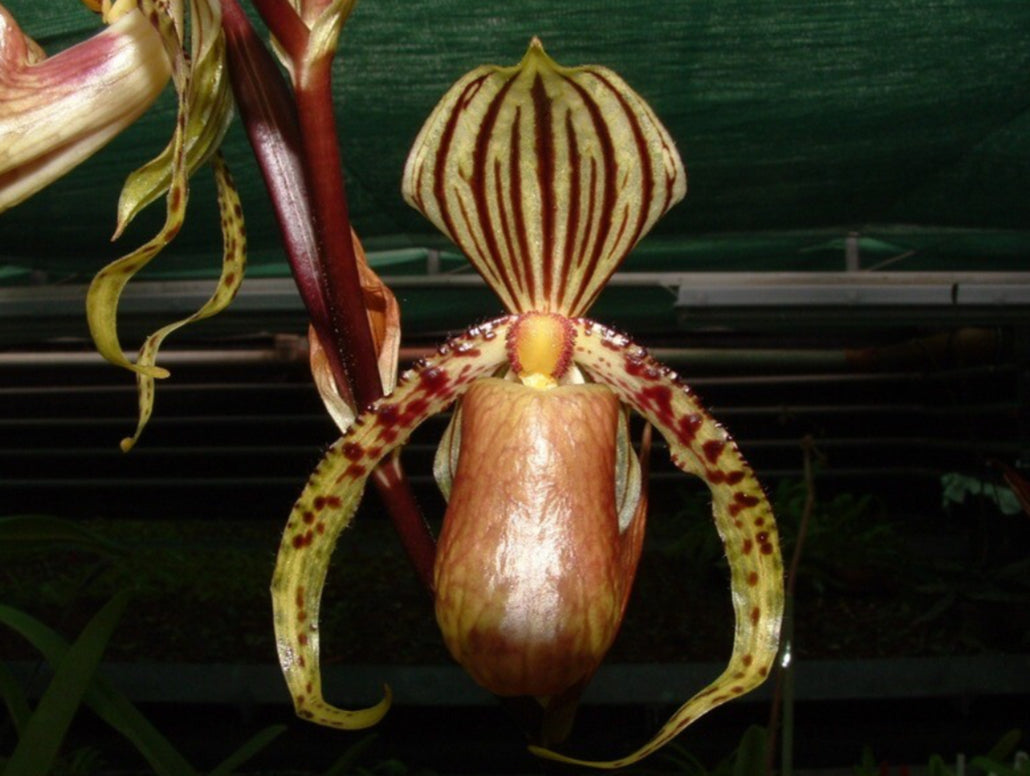 Paphiopedilum randsii x supardii